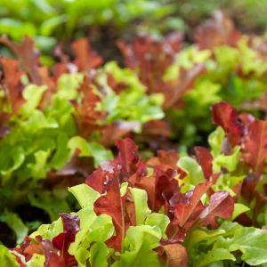 Laitue à Couper en Mélange - BIO